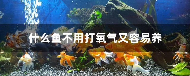 什么魚不用打氧氣又容易養(yǎng) 白子銀龍魚苗 第1張