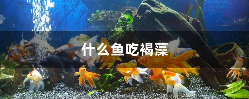 什么魚吃褐藻 魚缸風(fēng)水 第1張