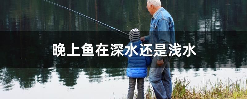 晚上魚(yú)在深水還是淺水 泰國(guó)雪鯽魚(yú) 第1張