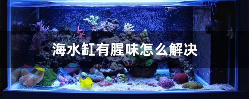 海水缸有腥味怎么解決 高背金龍魚 第1張