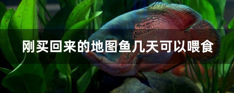 剛買(mǎi)回來(lái)的地圖魚(yú)幾天可以喂食 銀古魚(yú)苗 第1張