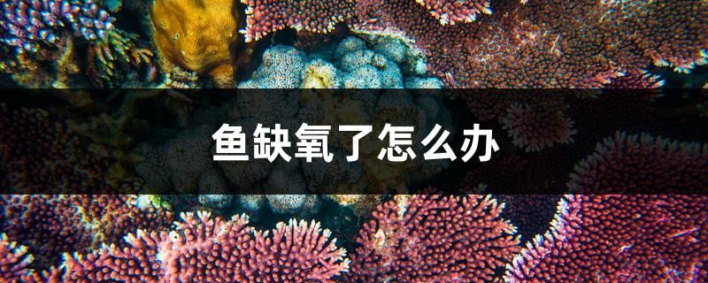 魚缺氧了怎么辦 噴點(diǎn)菠蘿魚 第1張