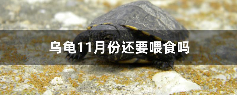 烏龜11月份還要喂食嗎 觀賞魚企業(yè)目錄 第1張