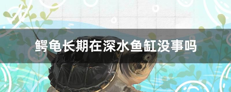 鱷龜長期在深水魚缸沒事嗎 胭脂孔雀龍魚 第1張