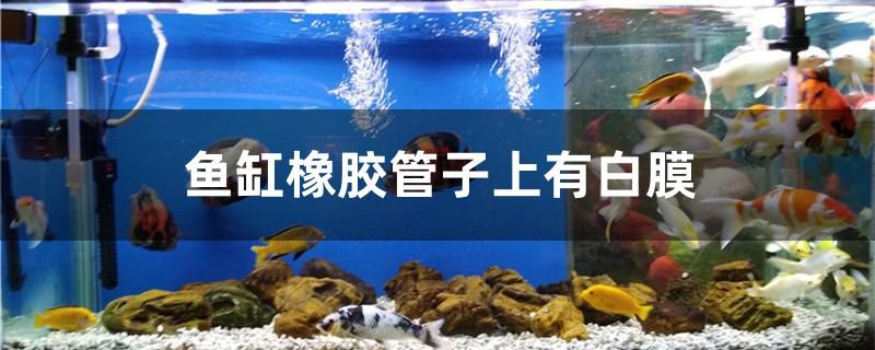 魚缸橡膠管子上有白膜怎么辦 養(yǎng)魚知識(shí) 第1張