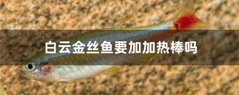 白云金絲魚(yú)要加加熱棒嗎 魚(yú)缸百科 第1張