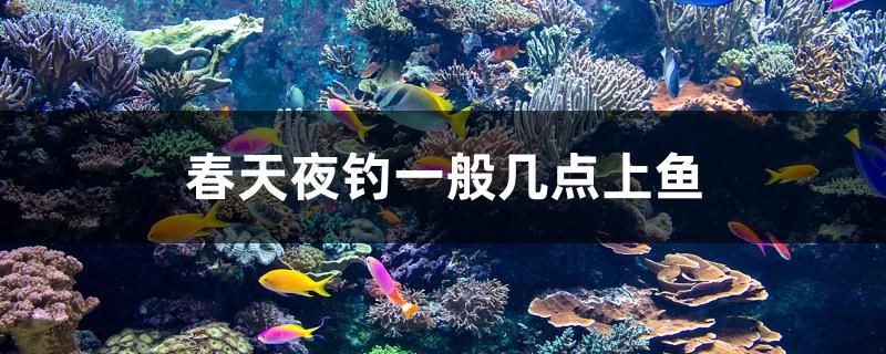 春天夜釣一般幾點上魚 潛水艇魚 第1張