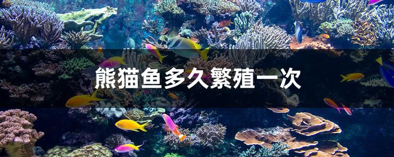 熊貓魚多久繁殖一次