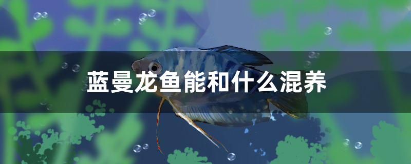 藍(lán)曼龍魚(yú)能和什么混養(yǎng) 細(xì)線(xiàn)銀版魚(yú) 第1張