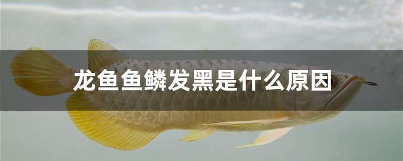 龍魚魚鱗發(fā)黑是什么原因 海水魚 第1張