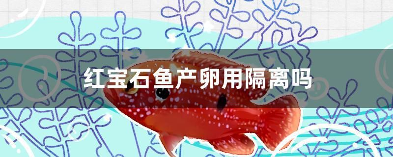 紅寶石魚產(chǎn)卵用隔離嗎 泰國雪鯽魚 第1張