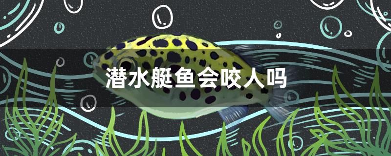 潛水艇魚(yú)會(huì)咬人嗎 祥龍金禾金龍魚(yú) 第1張