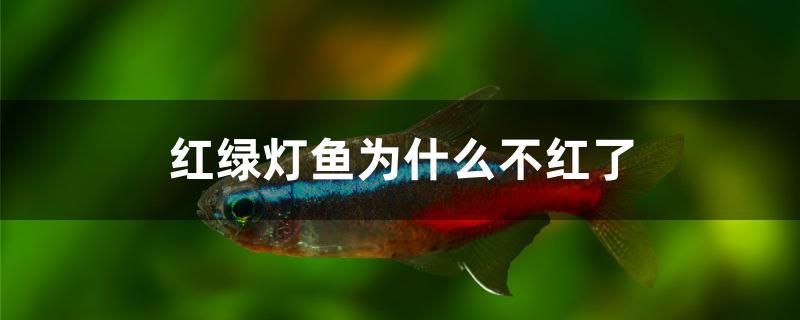 紅綠燈魚(yú)為什么不紅了 祥龍魚(yú)藥系列 第1張