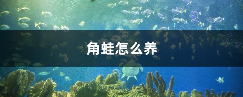 角蛙怎么養(yǎng)