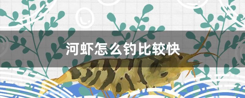 紅龍魚怎么挑選最好的魚缸 怎么選擇紅龍魚