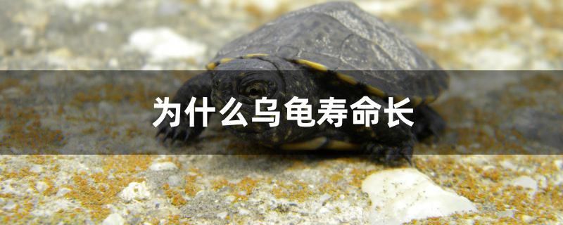 為什么烏龜壽命長 虎魚魚苗 第1張