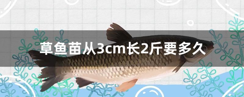 草魚苗從3cm長2斤要多久 黃金斑馬魚 第1張