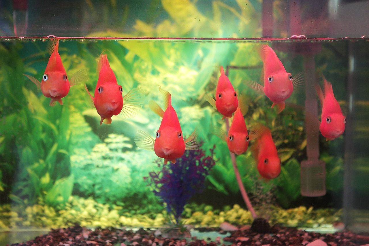 錦鯉水花喂什么飼料長得快 紅龍福龍魚 第2張