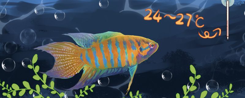 中國斗魚是冷水魚嗎可以用冷水養(yǎng)嗎 龍魚疾病與治療 第1張