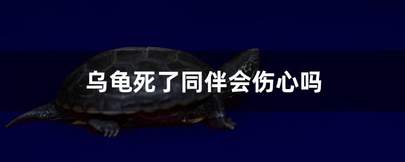 烏龜死了同伴會(huì)傷心嗎 祥龍藍(lán)珀金龍魚 第1張