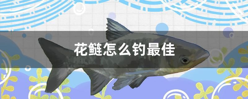 花鰱怎么釣最佳 稀有金龍魚(yú) 第1張