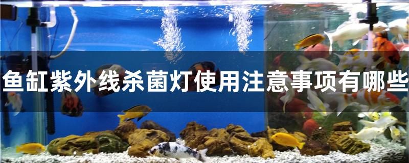 魚缸紫外線殺菌燈使用注意事項有哪些 豬鼻龜 第1張