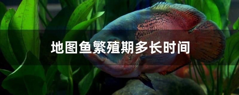 地圖魚繁殖期多長時間 龍魚芯片掃碼器 第1張