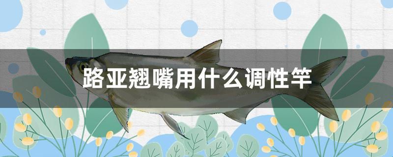 40厘米的魚(yú)缸用多厚的玻璃好（ 40厘米魚(yú)缸適合放多少小魚(yú)） 紅勾銀版魚(yú)