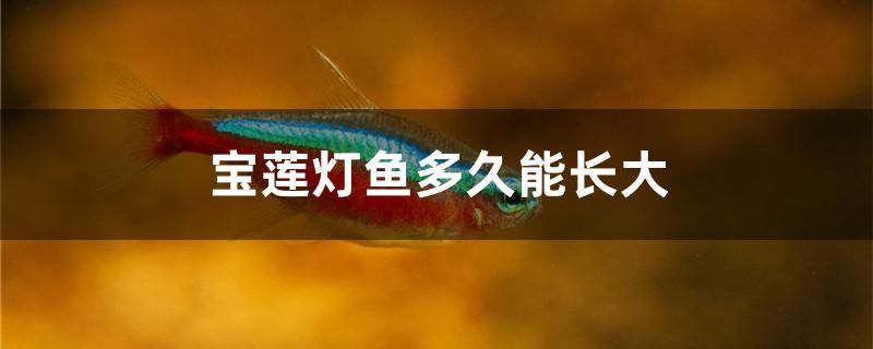 寶蓮燈魚多久能長大