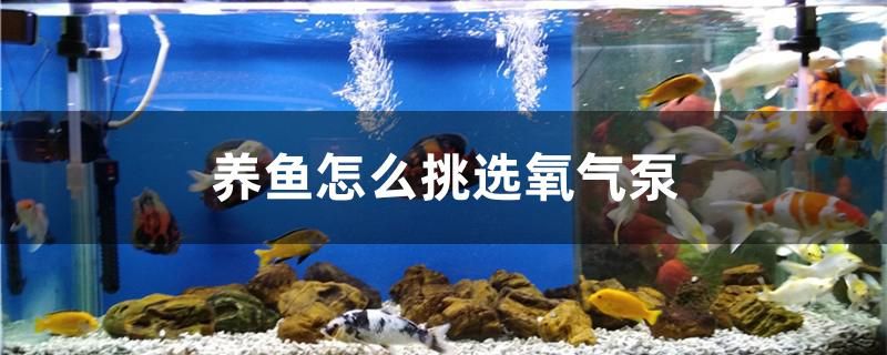 養(yǎng)魚怎么挑選氧氣泵 馬來(lái)西亞咖啡 第1張