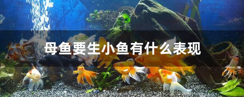 母魚要生小魚有什么表現(xiàn)