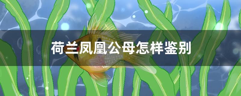 荷蘭鳳凰公母怎樣鑒別