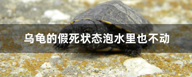 烏龜?shù)募偎罓顟B(tài)泡水里也不動 黃金貓魚百科 第1張