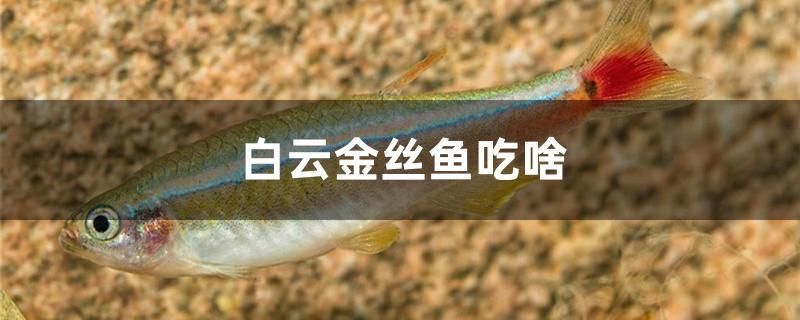 龍魚突然劇烈撞缸怎么回事啊(龍魚愛撞缸是怎么回事兒呀有什么辦法嗎)