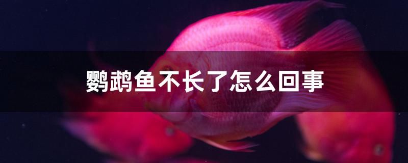 鸚鵡魚(yú)不長(zhǎng)了怎么回事 黑帝王魟魚(yú) 第1張