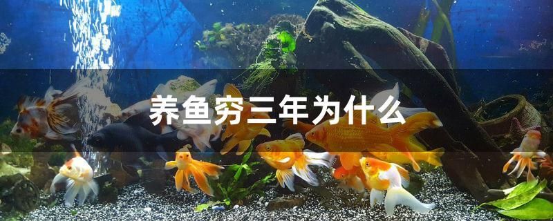 養(yǎng)魚窮三年為什么