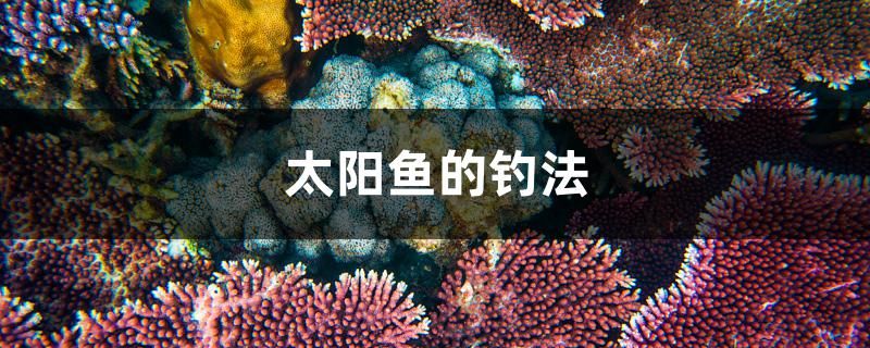 太陽魚的釣法