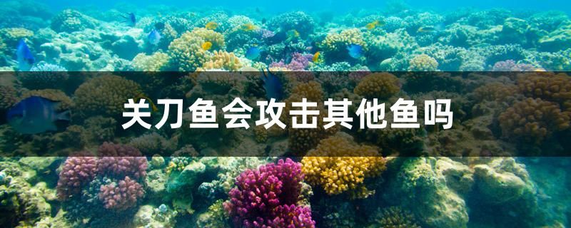 關(guān)刀魚會(huì)攻擊其他魚嗎 觀賞魚市場(chǎng)（混養(yǎng)魚） 第1張