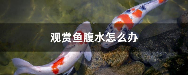 觀賞魚腹水怎么辦 觀賞魚企業(yè)目錄 第1張