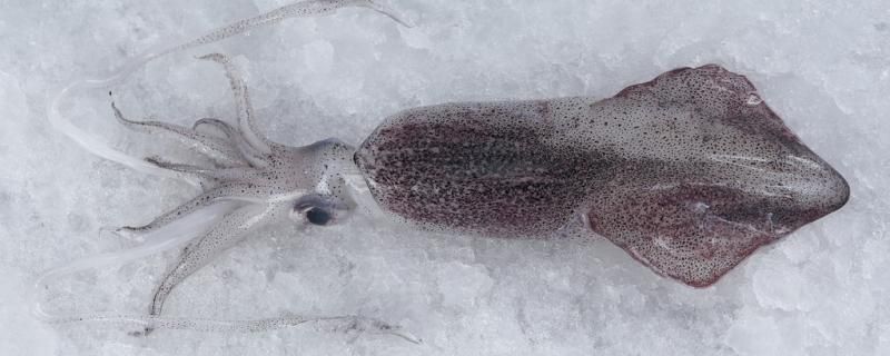 釣魷魚的技巧 財神鸚鵡魚 第2張