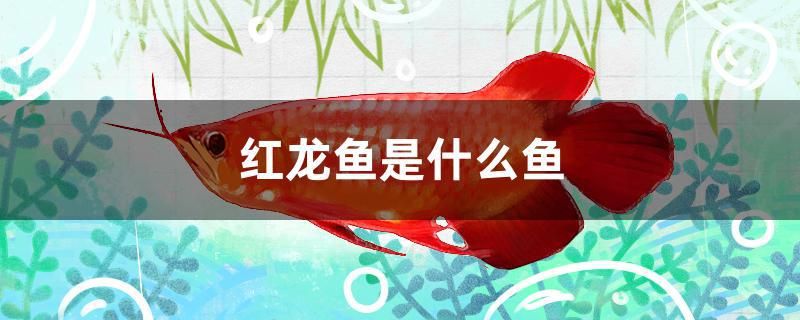 紅龍魚(yú)是什么魚(yú) 黑云魚(yú) 第1張