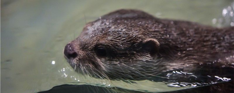 水獺是兩棲動物嗎能離開水嗎 沖氧泵 第1張