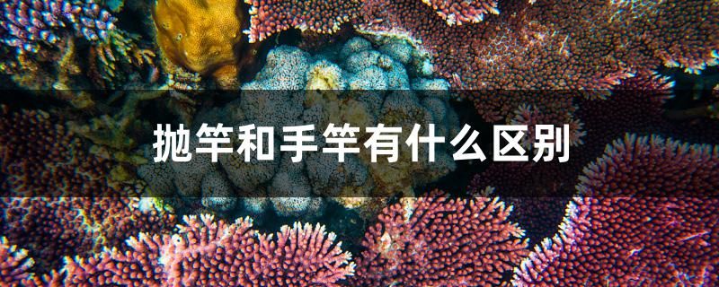 拋竿和手竿有什么區(qū)別 白子紅龍魚 第1張