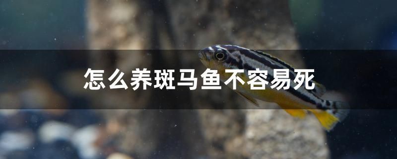 怎么養(yǎng)斑馬魚不容易死