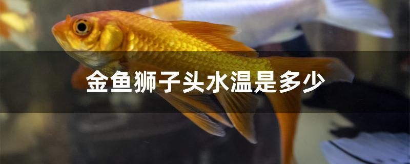 金魚獅子頭水溫是多少 白子黃化銀龍魚 第1張