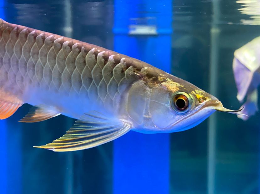 吉林市昌邑區(qū)美人魚水族館（吉林市昌邑區(qū)美人魚水族館地址） 全國水族館企業(yè)名錄