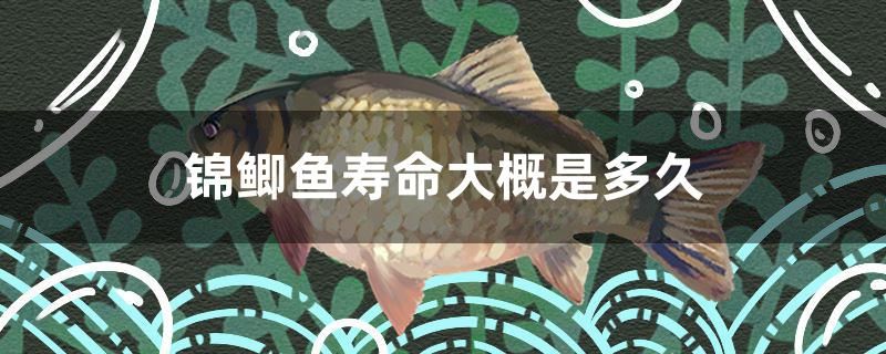 錦鯽魚(yú)壽命大概是多久 豹紋夫魚(yú)苗 第1張