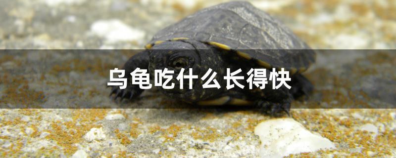 烏龜吃什么長(zhǎng)得快 名貴錦鯉魚(yú) 第1張