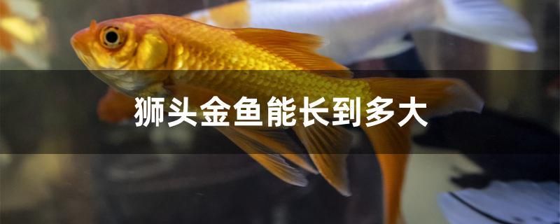 獅頭金魚能長到多大 超血紅龍魚 第1張