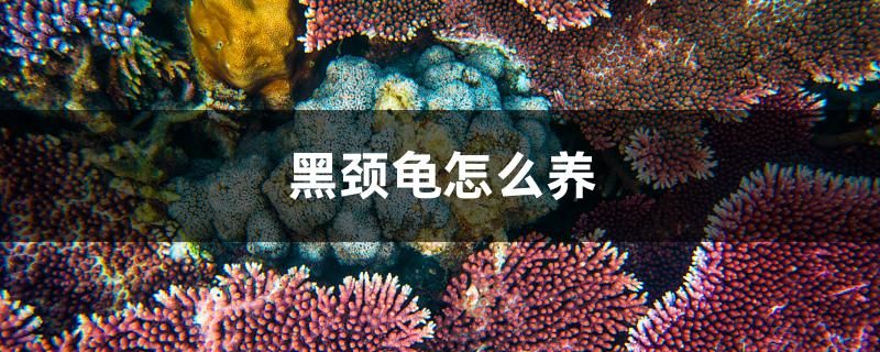 黑頸龜怎么養(yǎng) 白子銀版魚 第1張